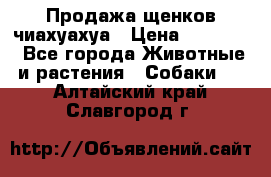 Продажа щенков чиахуахуа › Цена ­ 12 000 - Все города Животные и растения » Собаки   . Алтайский край,Славгород г.